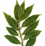 defne3.jpg defne3.jpg